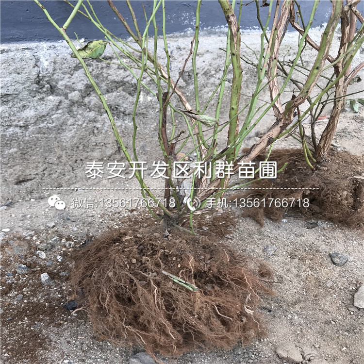 甜心藍莓苗、甜心藍莓苗價格及報價