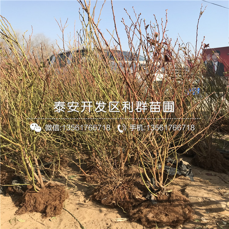 苔蘚藍(lán)莓苗哪里便宜、苔蘚藍(lán)莓苗價(jià)格是多少