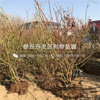 2019年早藍藍莓樹苗報價、今年早藍藍莓樹苗價格是多少