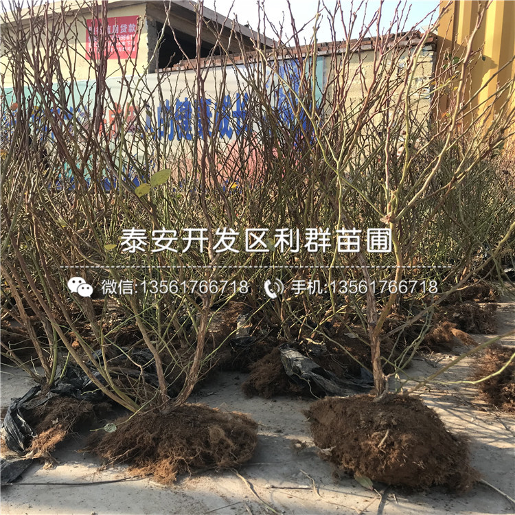 新千年藍(lán)莓樹苗、新千年藍(lán)莓樹苗品種