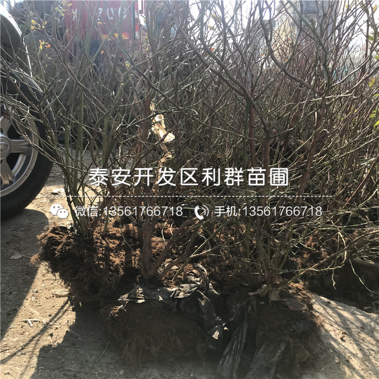山東藍莓苗價格、山東藍莓苗價格及報價