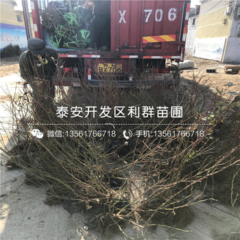 康維爾藍(lán)莓樹苗、康維爾藍(lán)莓樹苗什么價(jià)格