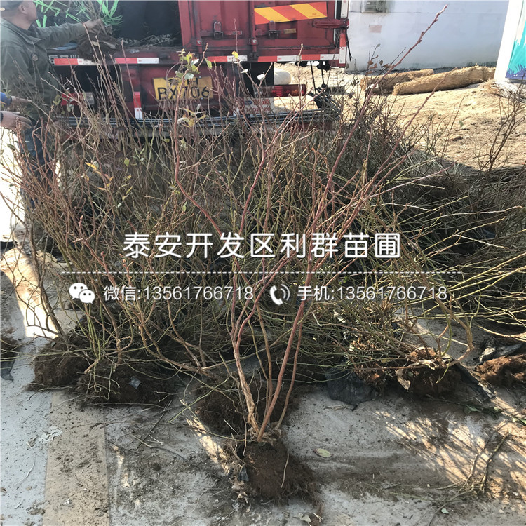 瑞卡藍莓苗、瑞卡藍莓苗新品種