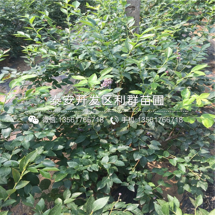 薄霧藍(lán)莓苗、薄霧藍(lán)莓苗批發(fā)價