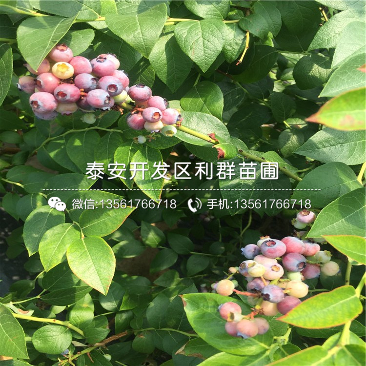 考斯特藍(lán)莓樹苗價格、考斯特藍(lán)莓樹苗基地