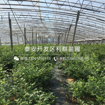 藍(lán)光藍(lán)莓苗、藍(lán)光藍(lán)莓苗價(jià)格