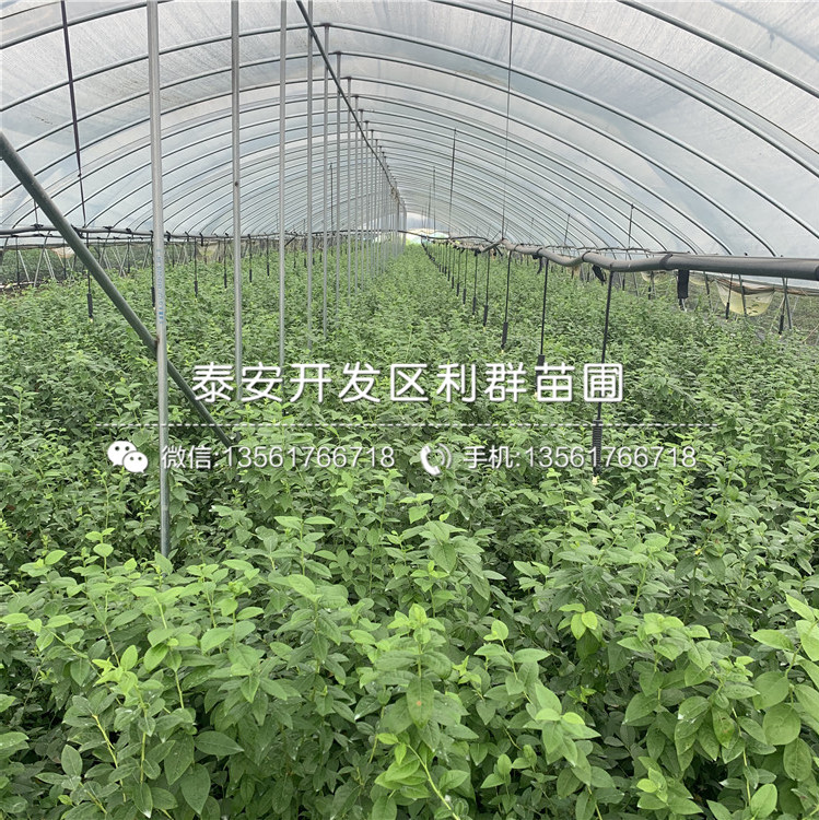 藍(lán)港藍(lán)莓苗出售、2019年藍(lán)港藍(lán)莓苗價格