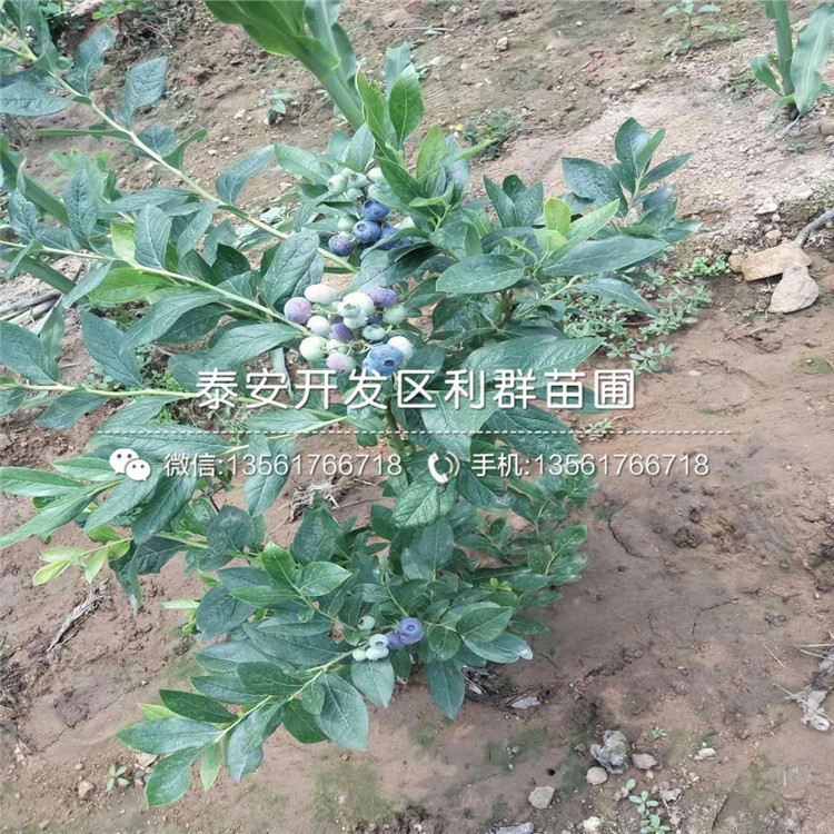 批發(fā)藍(lán)莓苗、批發(fā)藍(lán)莓苗價格