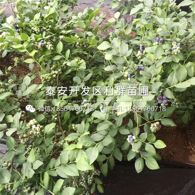 山東薄霧藍莓苗、山東薄霧藍莓苗多少錢一棵