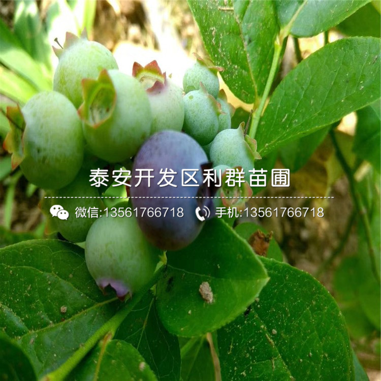 大粒星藍(lán)莓樹苗