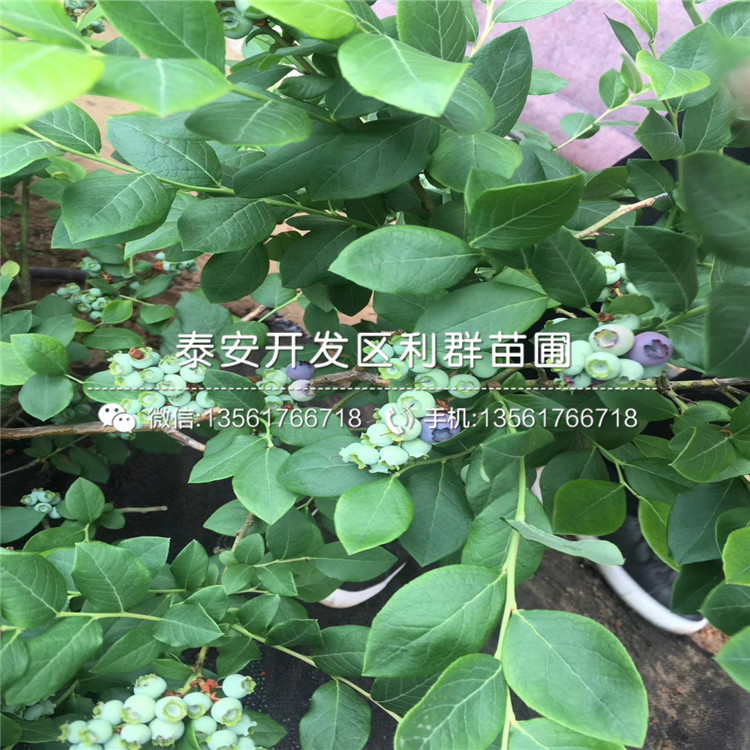 苔蘚藍(lán)莓苗哪里便宜、苔蘚藍(lán)莓苗價(jià)格是多少