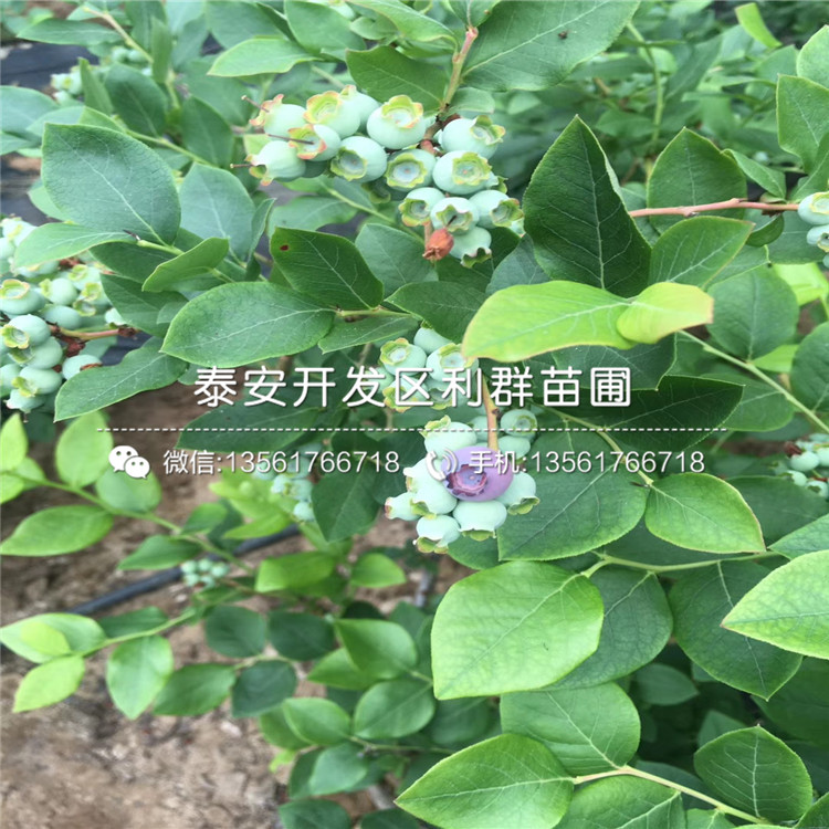 2019年4年生藍(lán)莓樹苗報(bào)價(jià)、4年生藍(lán)莓樹苗多少錢一棵