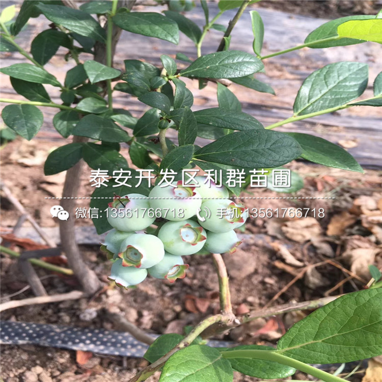 兔眼藍(lán)莓苗、兔眼藍(lán)莓苗基地