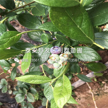 杰兔藍(lán)莓樹(shù)苗價(jià)格、山東杰兔藍(lán)莓樹(shù)苗