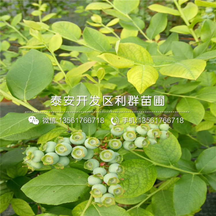 埃利奥特蓝莓树苗、埃利奥特蓝莓树苗多少钱