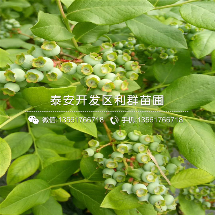 甜粒星藍莓苗、甜粒星藍莓苗基地