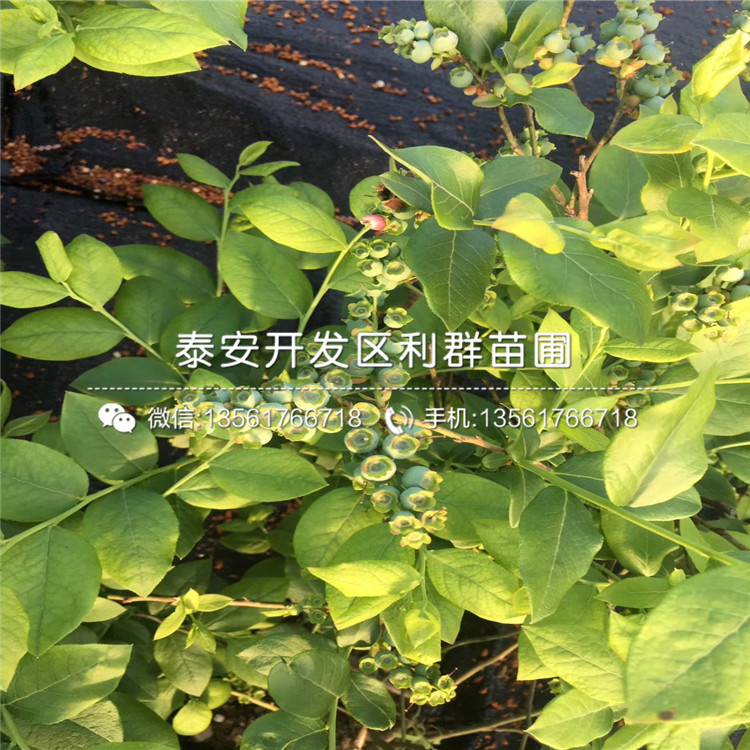天后藍(lán)莓樹苗