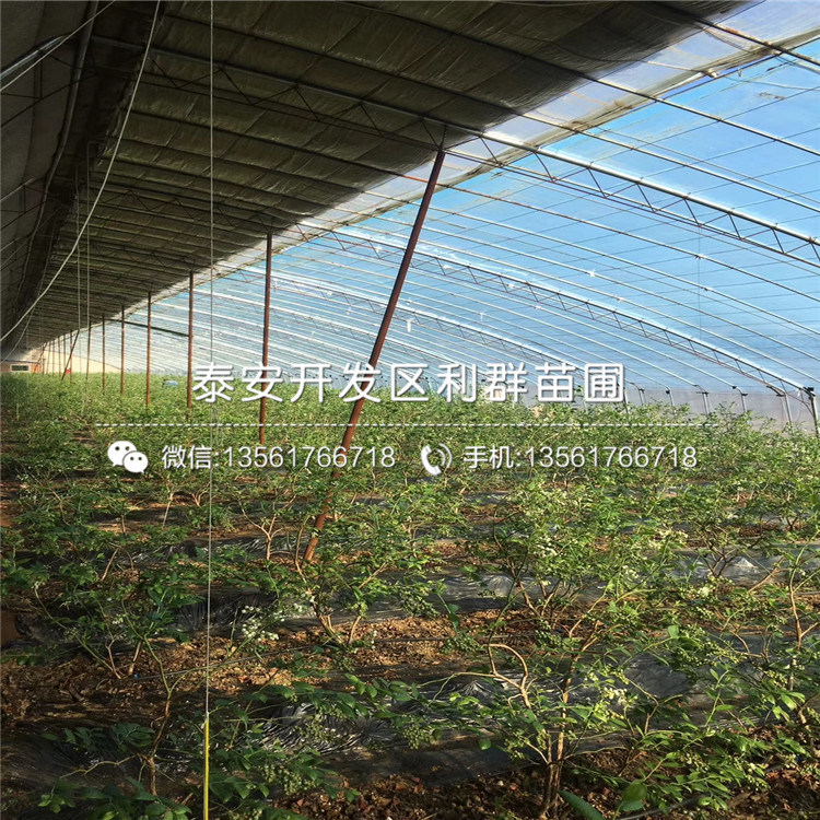 斯巴坦藍(lán)莓苗、斯巴坦藍(lán)莓苗多少錢