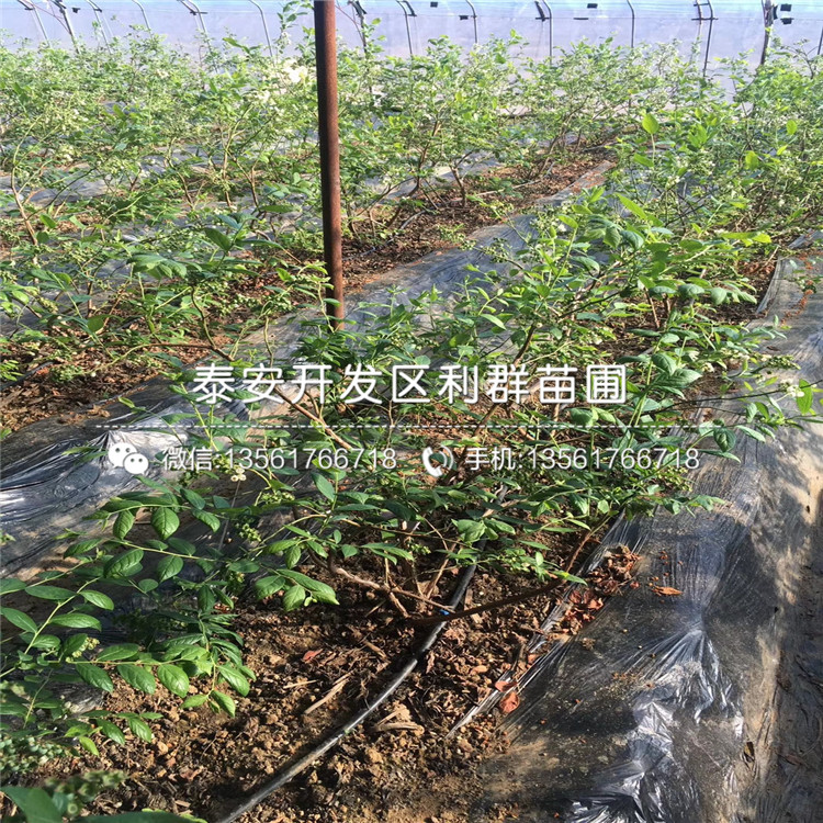 新品種艾克塔藍(lán)莓樹苗、艾克塔藍(lán)莓樹苗多少錢一棵