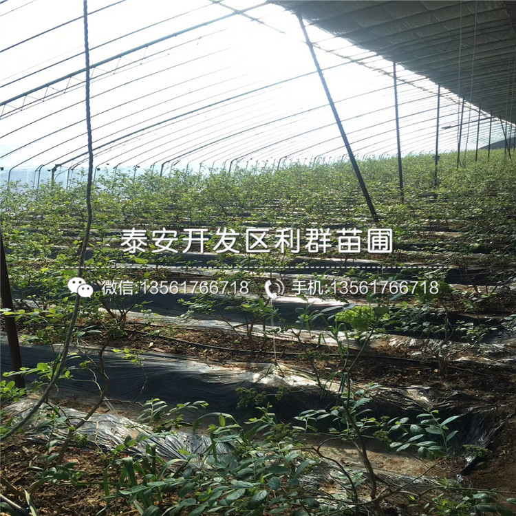 V3藍(lán)莓樹苗出售、V3藍(lán)莓樹苗基地