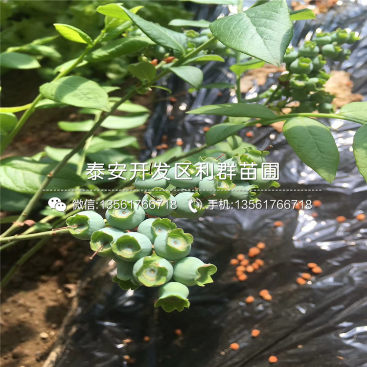 藍(lán)莓苗、藍(lán)莓苗報(bào)價(jià)