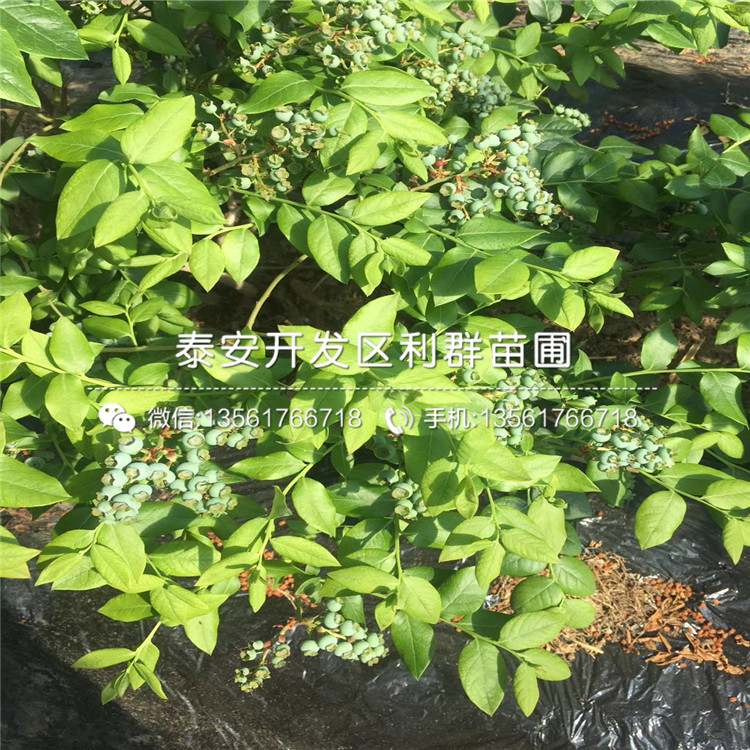 北高叢藍莓苗基地、北高叢藍莓苗價格及報價