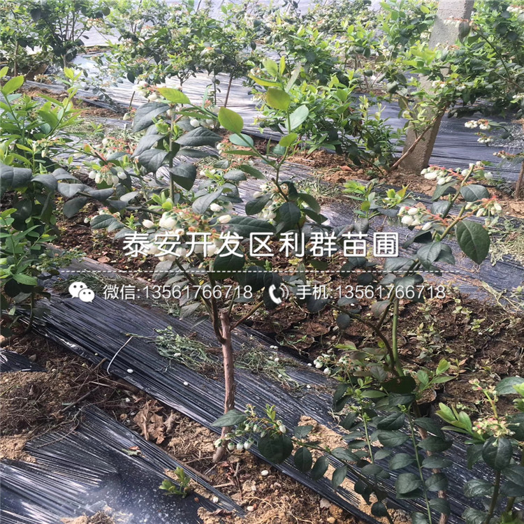 2019年藍莓樹苗報價、今年藍莓樹苗價格是多少