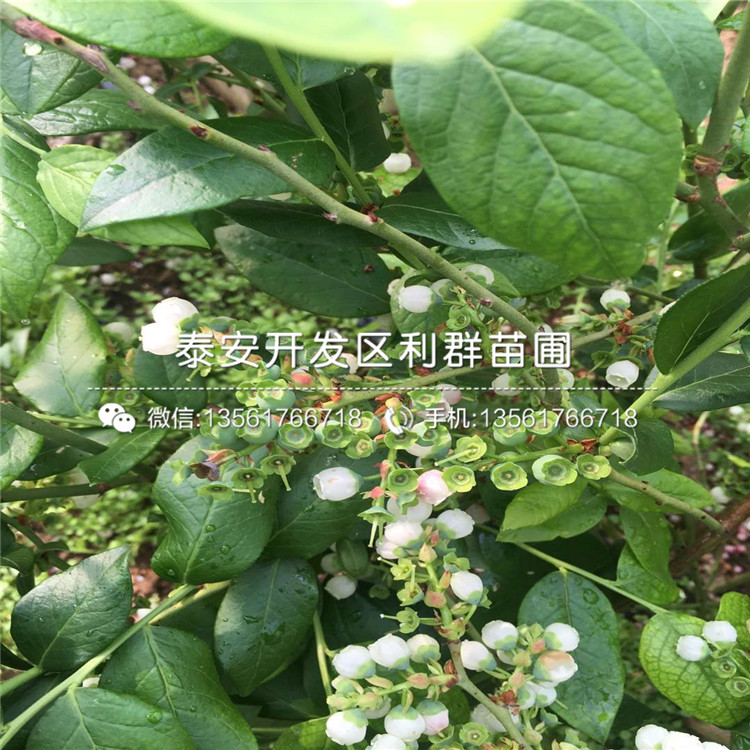 兔眼藍莓樹苗批發(fā)、兔眼藍莓樹苗價格