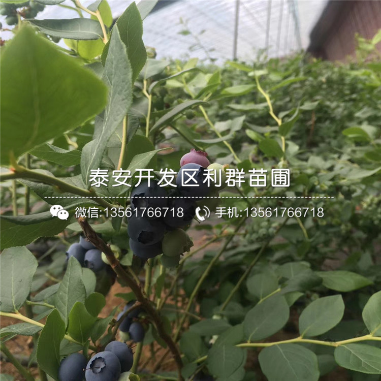 V3藍(lán)莓樹苗出售、V3藍(lán)莓樹苗基地