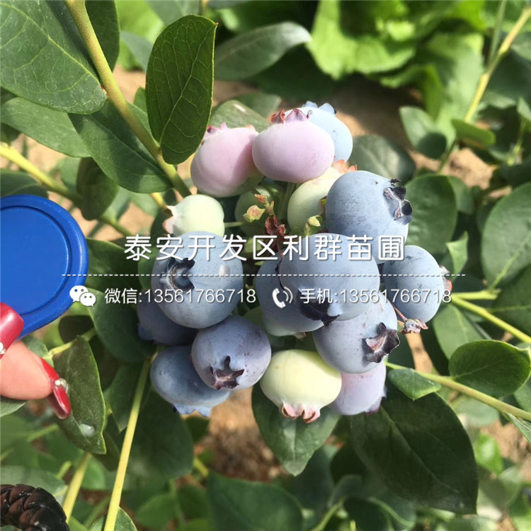 北高叢藍莓苗基地、北高叢藍莓苗價格及報價