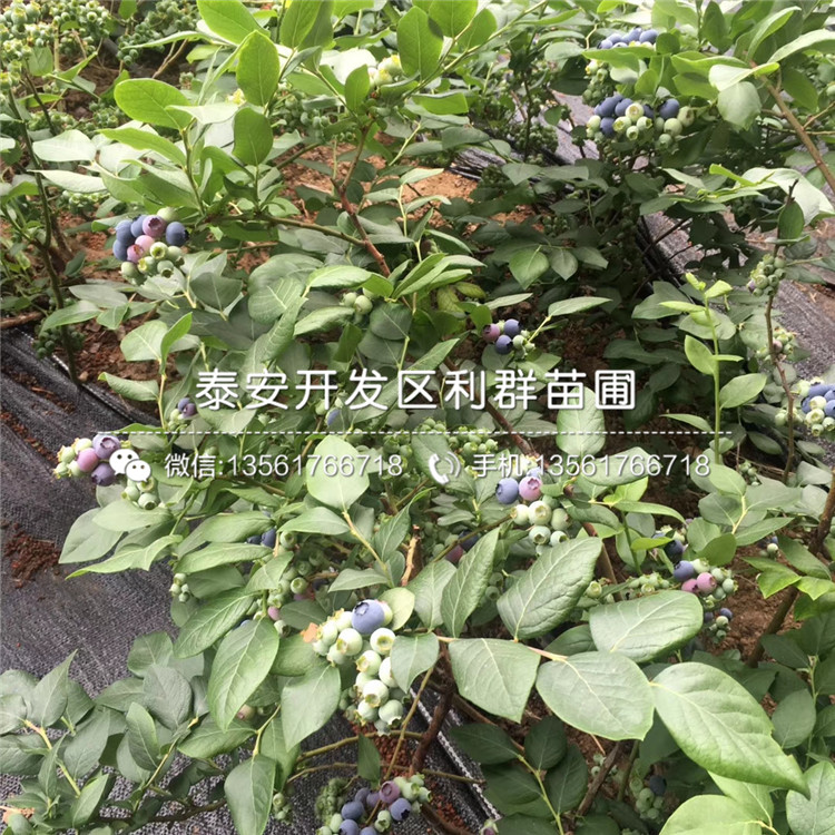 康維爾藍(lán)莓苗出售、2019年康維爾藍(lán)莓苗價(jià)格