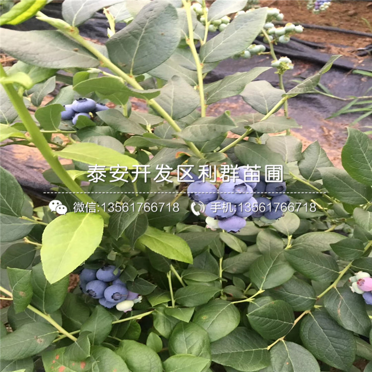 甜粒星藍(lán)莓樹苗出售、2019年甜粒星藍(lán)莓樹苗價格