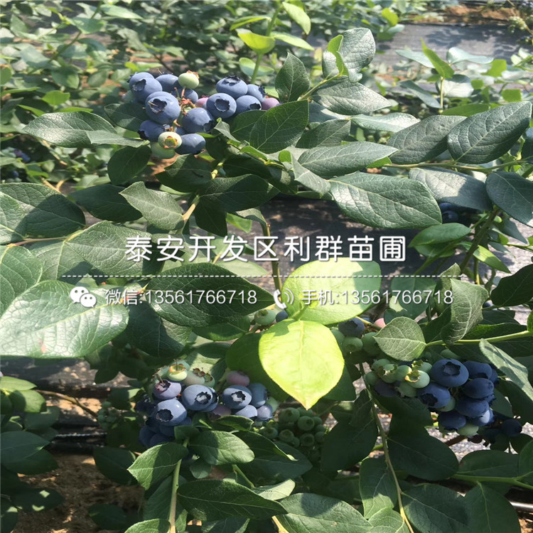 2019年V5藍莓苗、V5藍莓苗價格多少