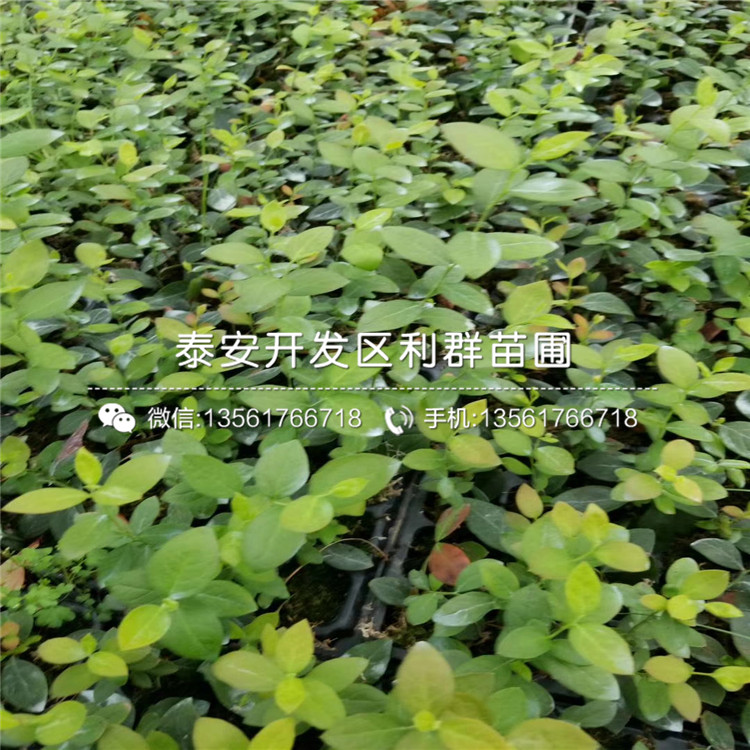 批發(fā)薩米特藍(lán)莓苗、薩米特藍(lán)莓苗多少錢一棵