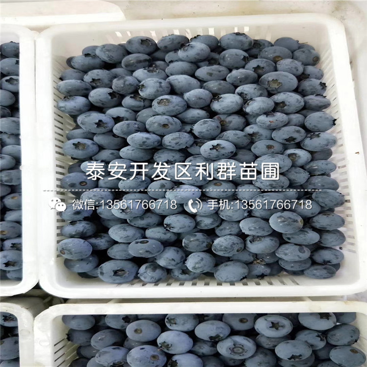 甜粒星藍莓苗、甜粒星藍莓苗基地
