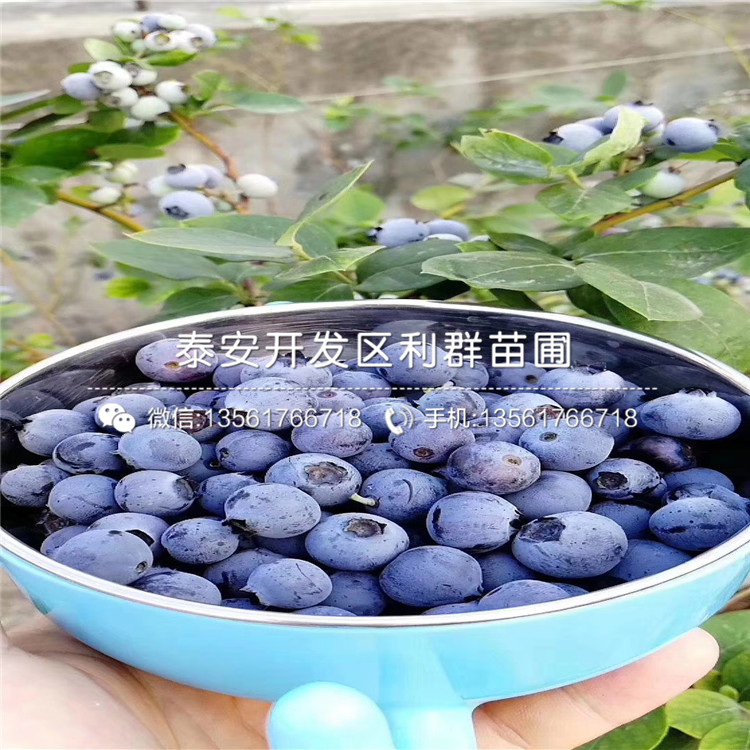 新千年藍(lán)莓樹苗、新千年藍(lán)莓樹苗品種