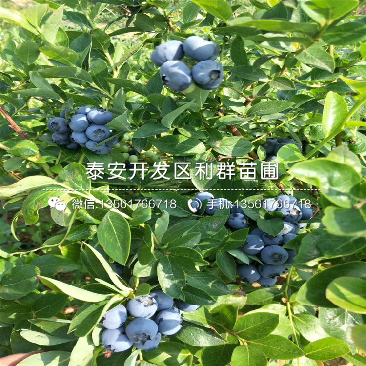 藍豐藍莓樹苗、藍豐藍莓樹苗價位
