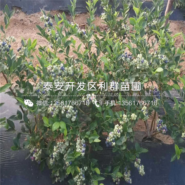 南陸藍(lán)莓樹苗出售、2019年南陸藍(lán)莓樹苗價(jià)格