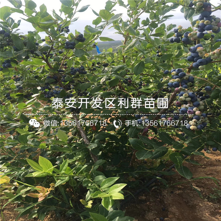 哪里有矮叢藍莓苗出售、矮叢藍莓苗多少錢一棵