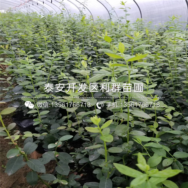 南陸藍(lán)莓樹苗出售、2019年南陸藍(lán)莓樹苗價(jià)格