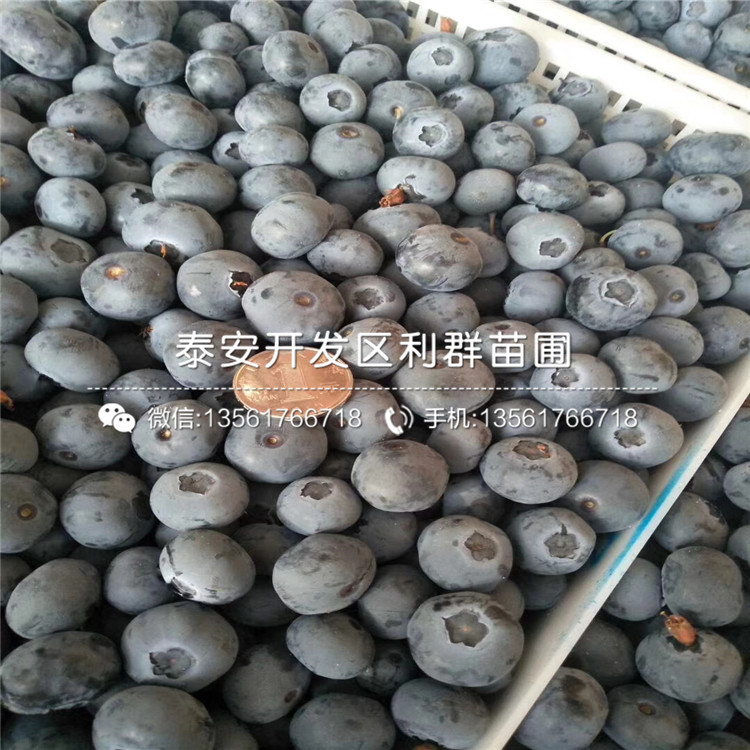 藍(lán)莓樹(shù)苗、藍(lán)莓樹(shù)苗批發(fā)