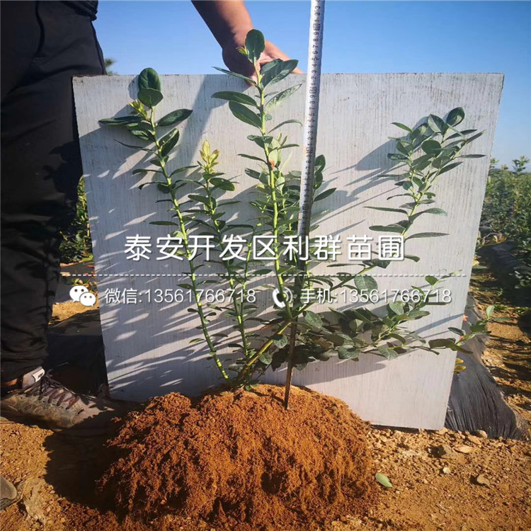 考斯特藍(lán)莓樹苗價格、考斯特藍(lán)莓樹苗基地