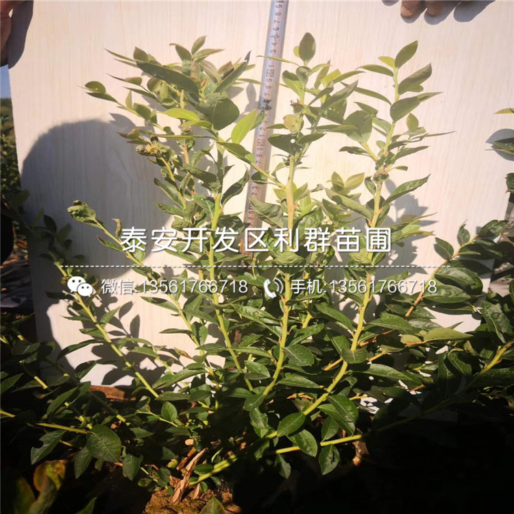 山東陽(yáng)光藍(lán)藍(lán)莓樹苗、山東陽(yáng)光藍(lán)藍(lán)莓樹苗報(bào)價(jià)
