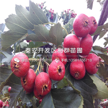 大五棱山楂樹苗