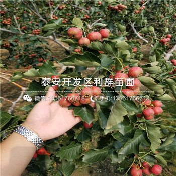 泰安山楂樹苗價(jià)格、泰安山楂樹苗基地