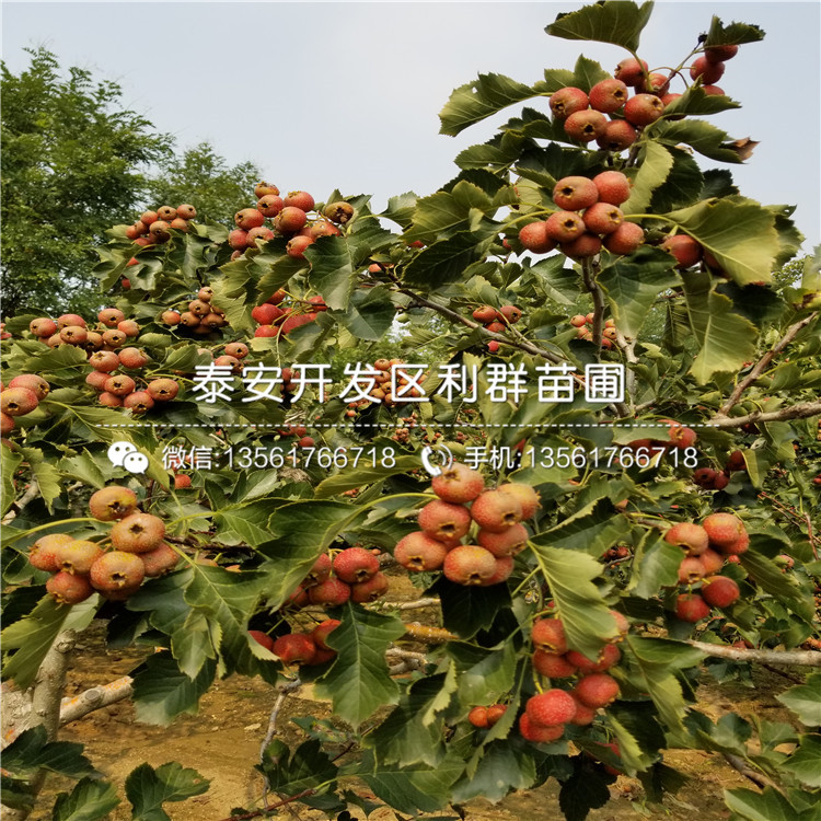 哪里有2019年山楂苗出售、2019年山楂苗多少錢一棵