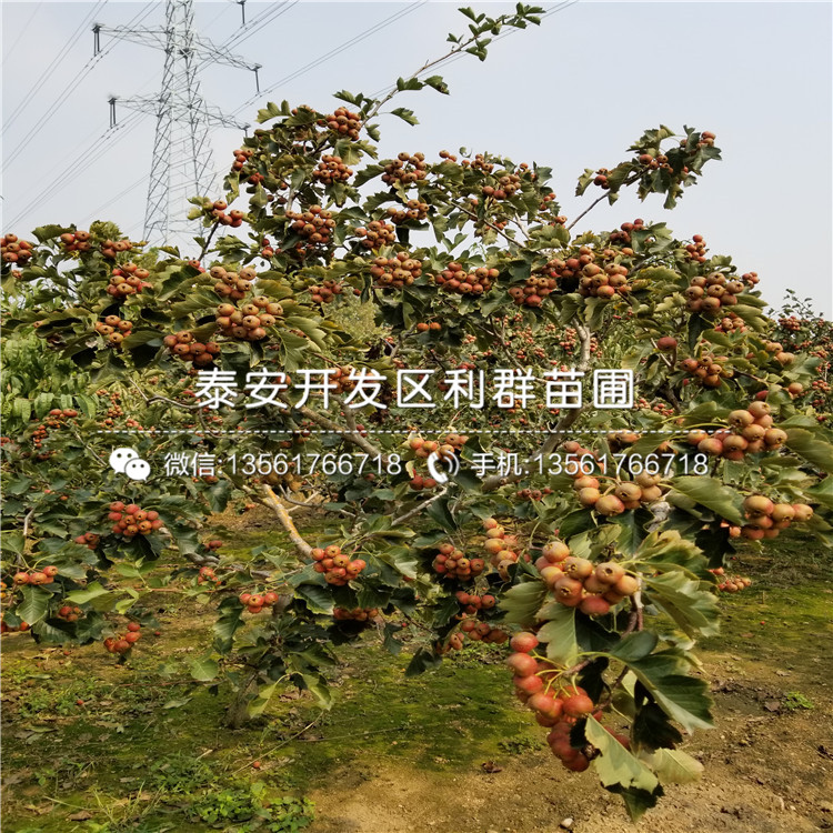 2019年大果山楂樹苗、大果山楂樹苗價(jià)格多少