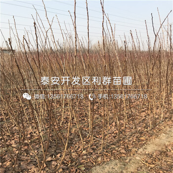 泰安山楂苗、泰安山楂苗什么價(jià)格