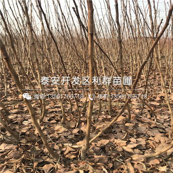 大五棱山楂苗報(bào)價(jià)、2019年大五棱山楂苗價(jià)格