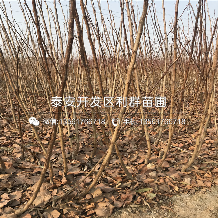 山楂苗、山楂苗批發(fā)價格
